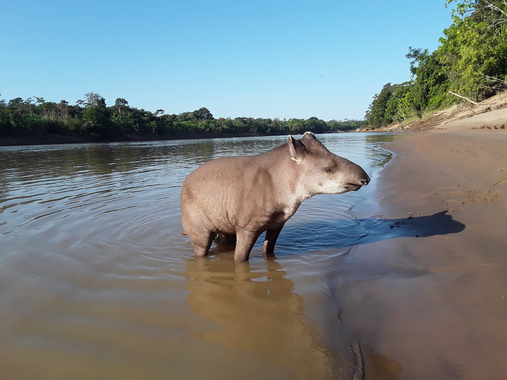 Observacion de aves  Amazonia 4 dias