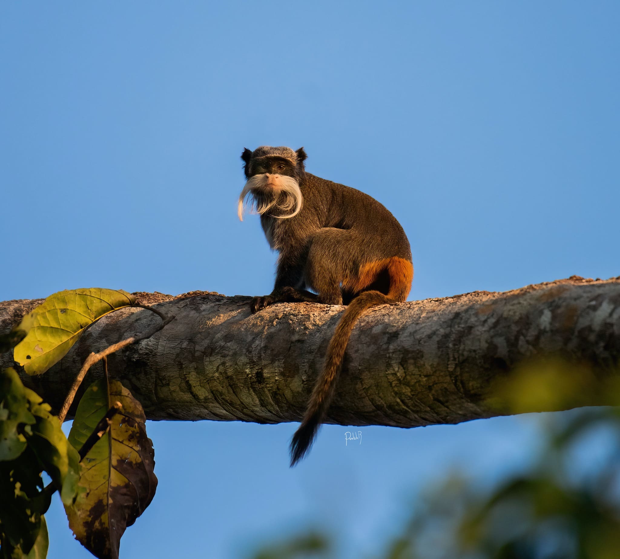 Short Travel Amazon Sandoval 2 days
