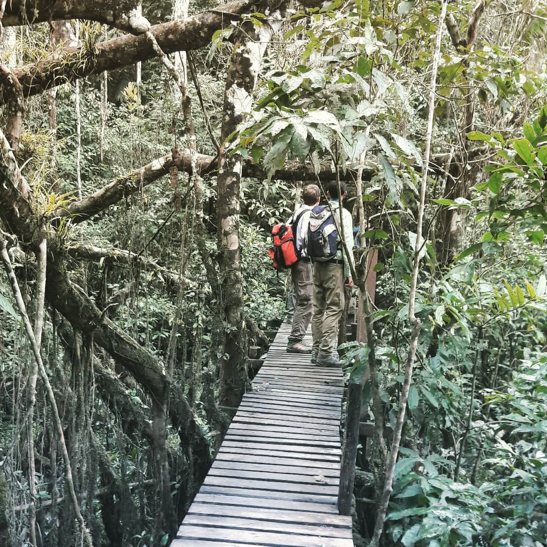Peru Rainforest Tuor 3 Days