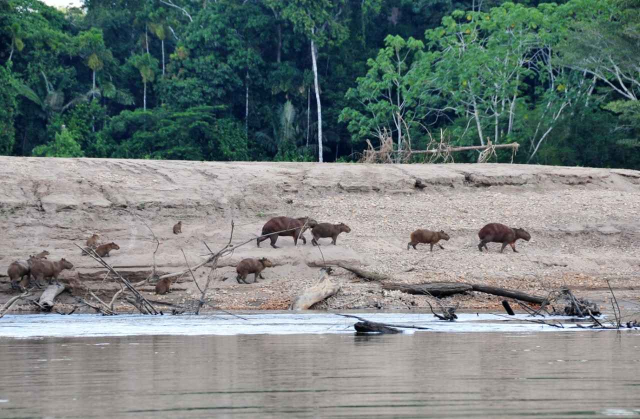 Classic Tour Amazon Expeditions 5 Days