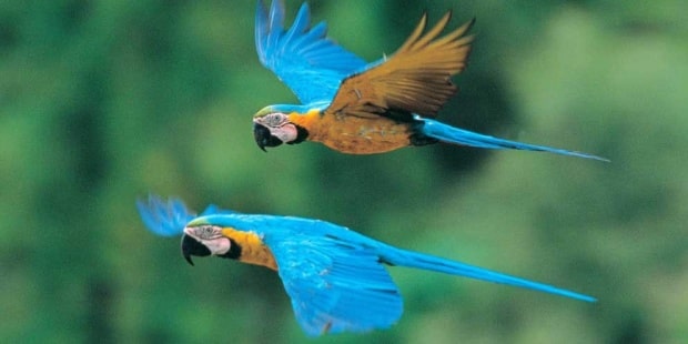 Tours de observación de aves en Perú Sandoval 3 días