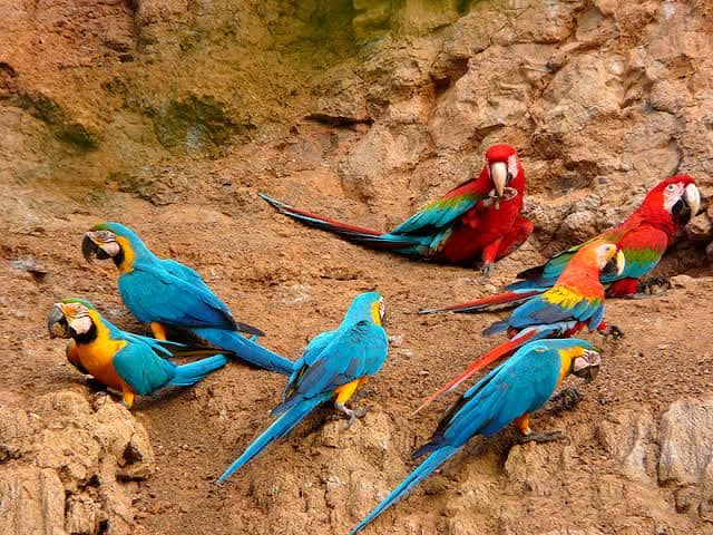 Amazon Peru Macaw Clay 2 days