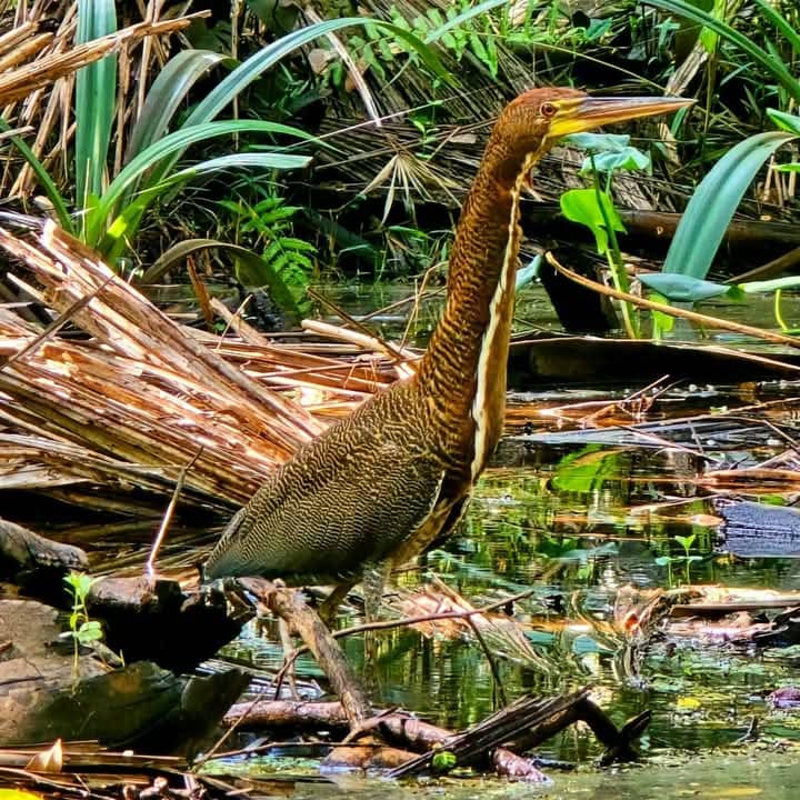 Peru birdwatching tours Sandoval 3 days