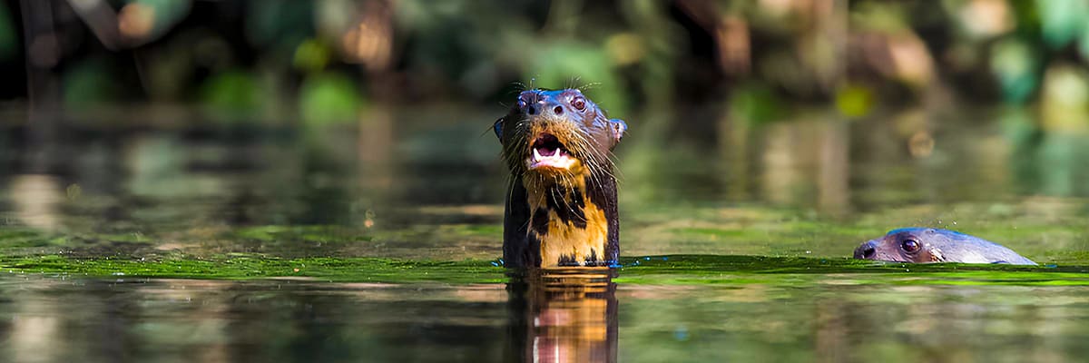Wildlife Photography Amazonia Rainforest   4 days