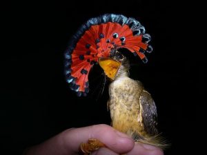 Tours de observación de aves en Perú Sandoval 3 días