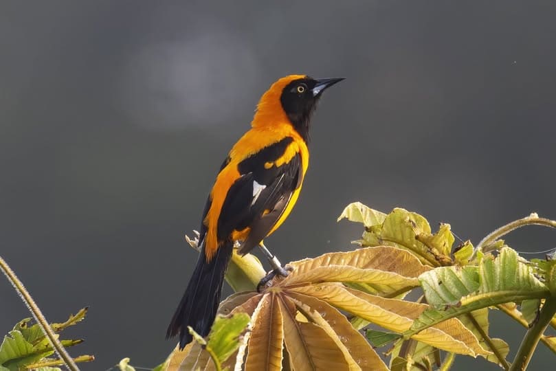 Mejor Observacion de Aves en Peru 5 Dias