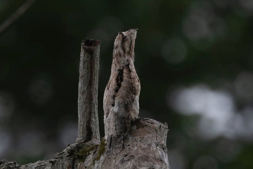 Amazon Rainforest Bird Photography 10 Days