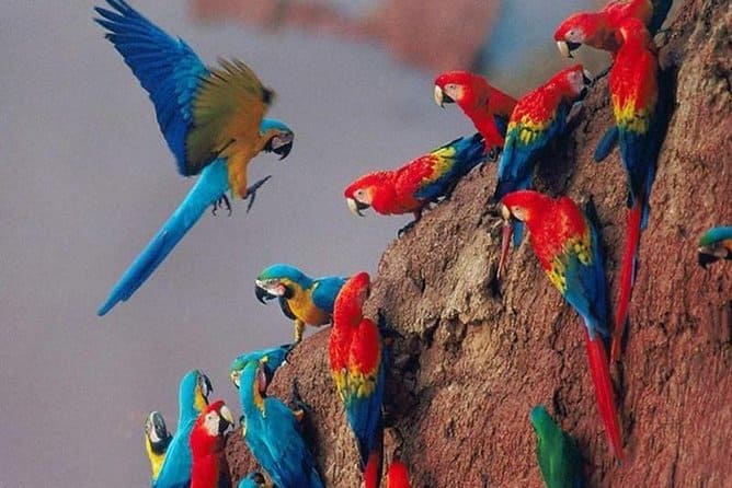 Day Tour Macaw Clay Lick Chuncho