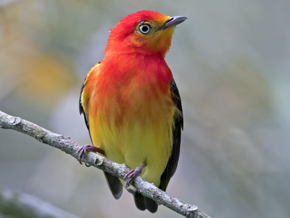 Birdwatching in the Amazon 4 Days