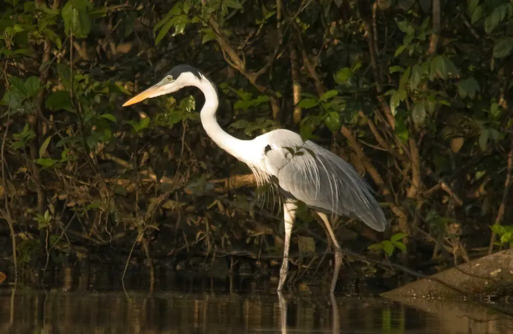 Birdwatching in the Amazon 4 Days