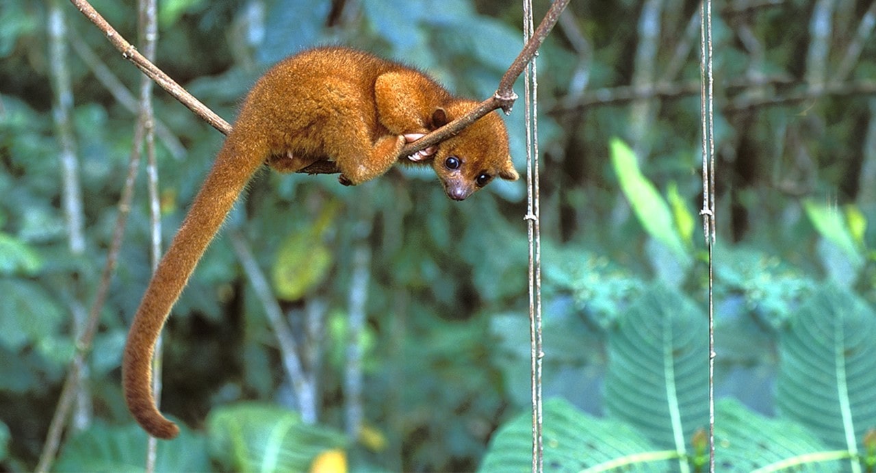 The Jungle Trip Tour to Macaw Clay Lick Lake Sandoval 5 days